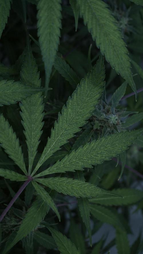 Violet Face Auto. Week 15