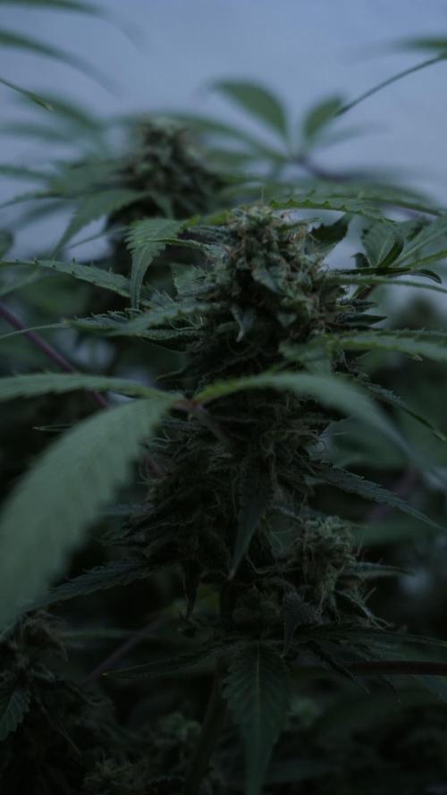 Violet Face Auto. Week 15