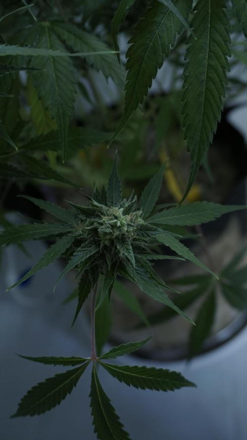 Violet Face Auto. Week 15