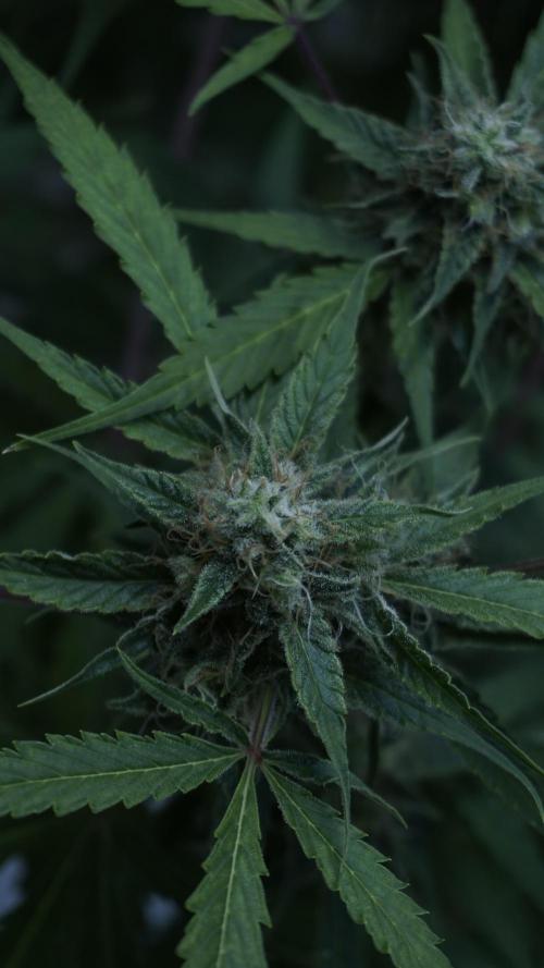 Violet Face Auto. Week 15