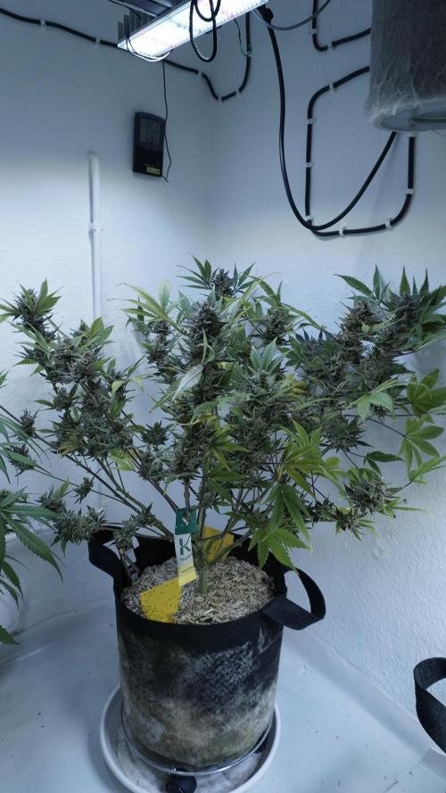 Wedding Cheesecake Auto. Week 15