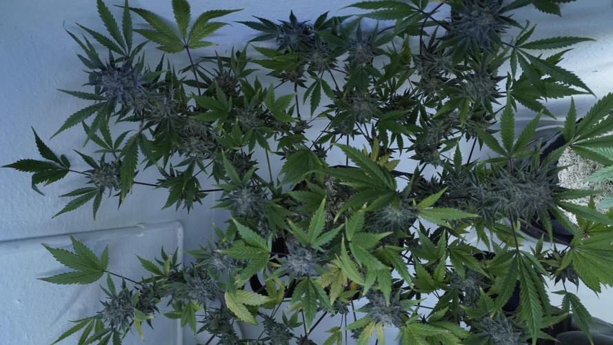 Wedding Cheesecake Auto. Week 15