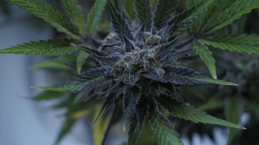 Wedding Cheesecake Auto. Week 15