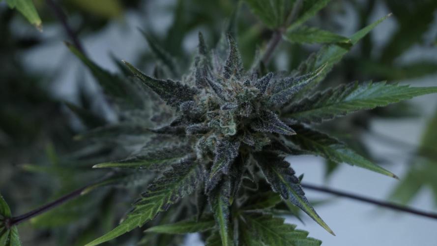 Wedding Cheesecake Auto. Week 15