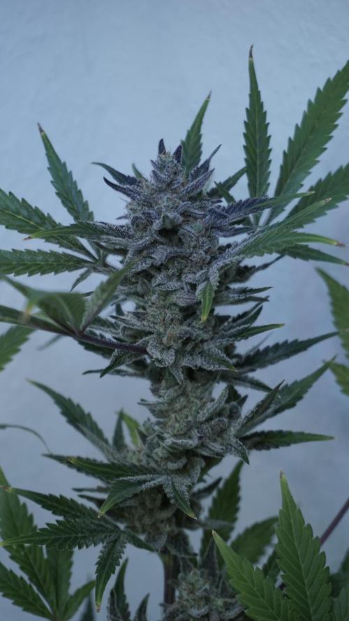 Wedding Cheesecake Auto. Week 15