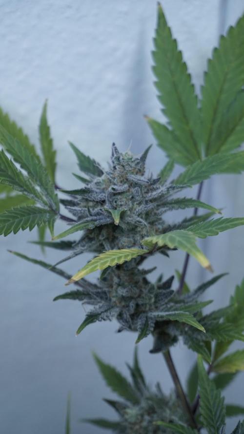 Wedding Cheesecake Auto. Week 15