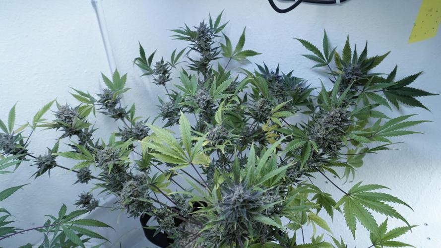 Wedding Cheesecake Auto. Week 15