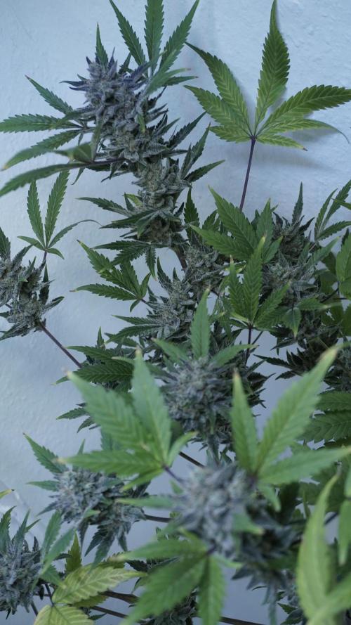 Wedding Cheesecake Auto. Week 15