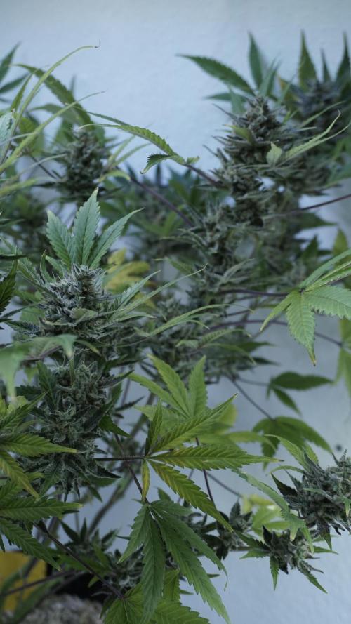 Wedding Cheesecake Auto. Week 15