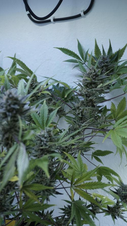 Wedding Cheesecake Auto. Week 15