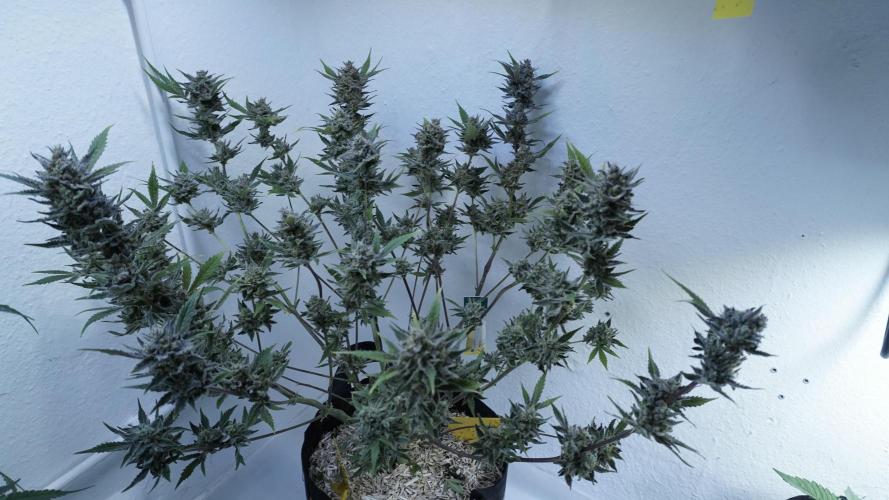 Wedding Cheesecake Auto. Week 15