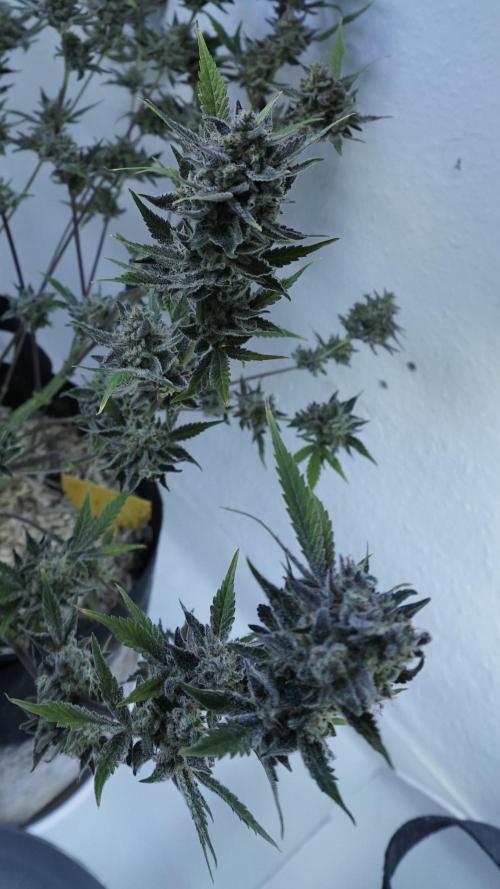 Wedding Cheesecake Auto. Week 15