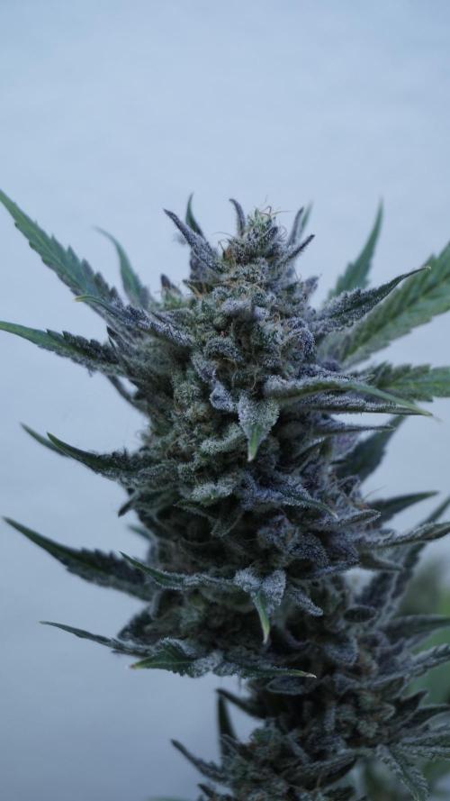 Wedding Cheesecake Auto. Week 15