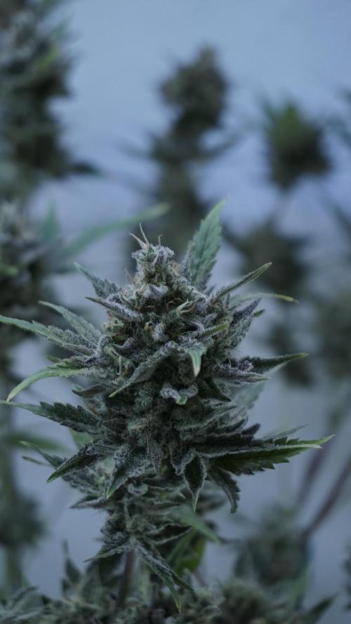 Wedding Cheesecake Auto. Week 15