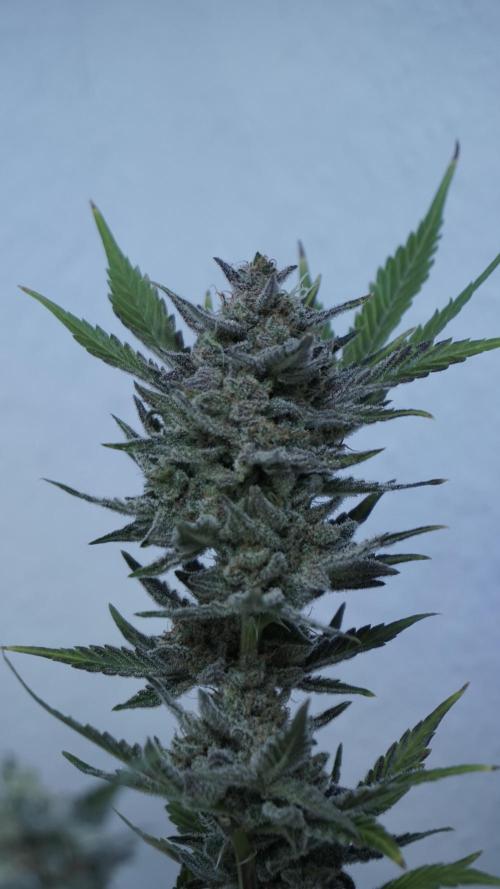 Wedding Cheesecake Auto. Week 15