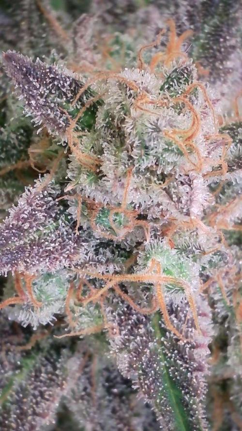 Wedding Cheesecake Auto. Week 15