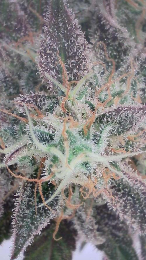 Wedding Cheesecake Auto. Week 15