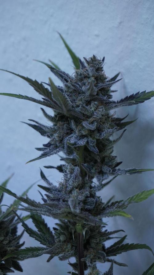 Wedding Cheesecake Auto. Week 15