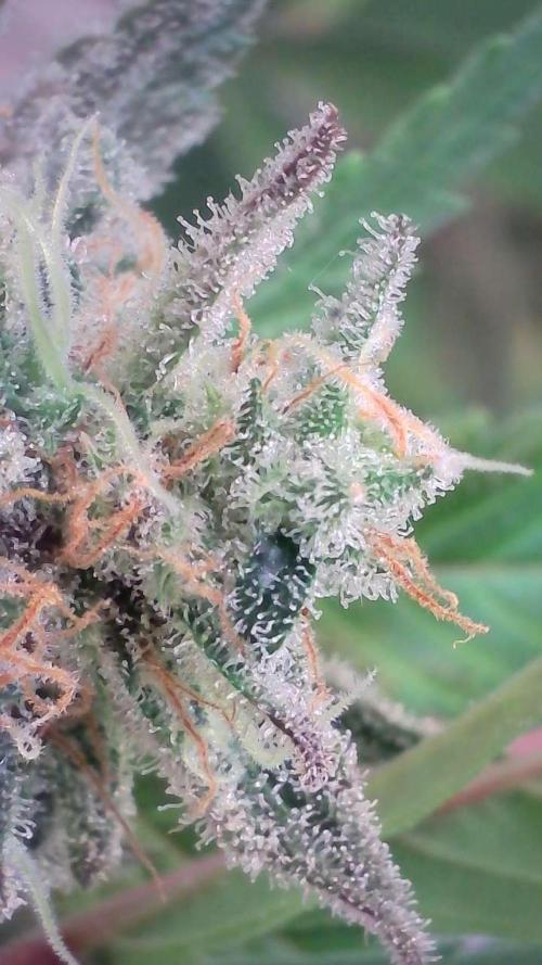 Wedding Cheesecake Auto. Week 15