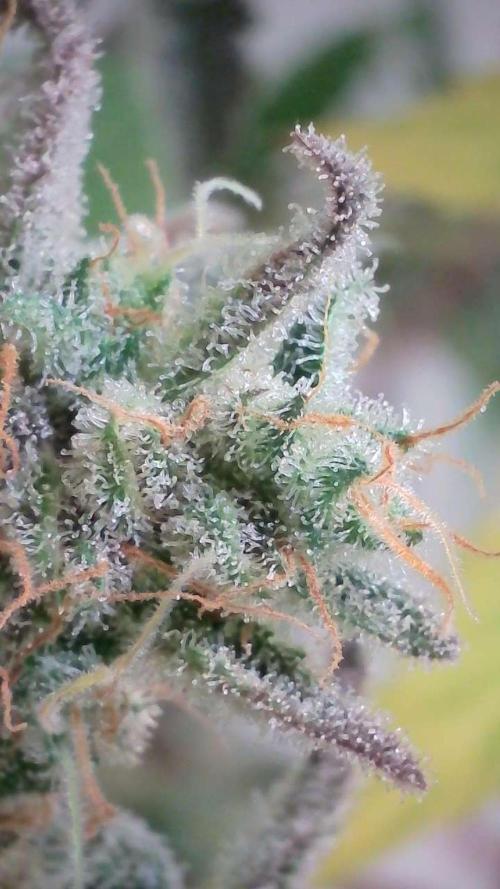 Wedding Cheesecake Auto. Week 15