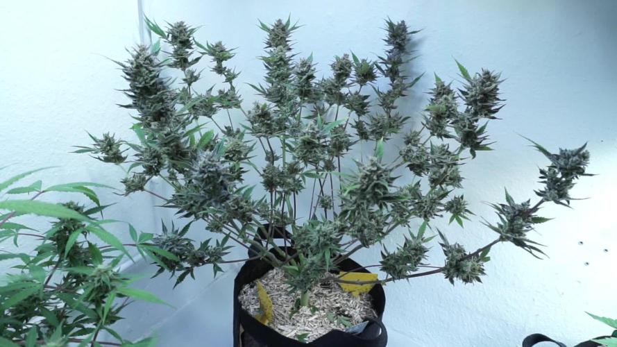 Wedding Cheesecake Auto