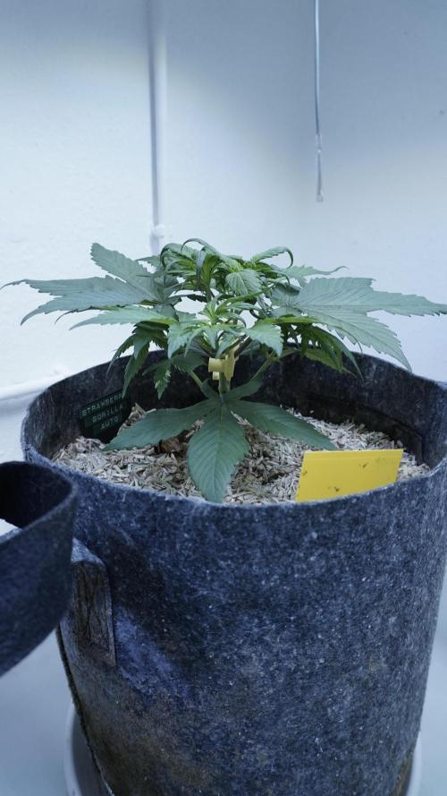 Strawberry Gorilla Auto - Sonnenerde. Week 4