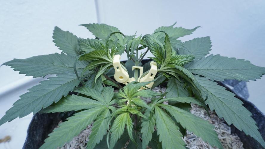 Strawberry Gorilla Auto - Sonnenerde. Week 4