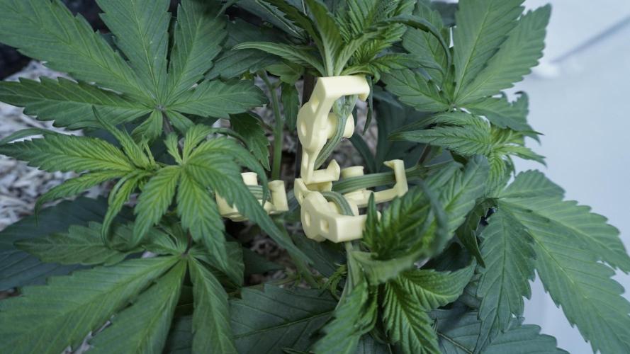 Strawberry Gorilla Auto - Sonnenerde. Week 4