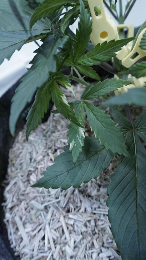 Strawberry Gorilla Auto - Sonnenerde. Week 4