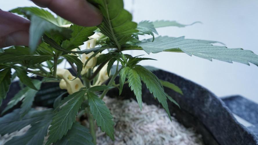 Strawberry Gorilla Auto - Sonnenerde. Week 4