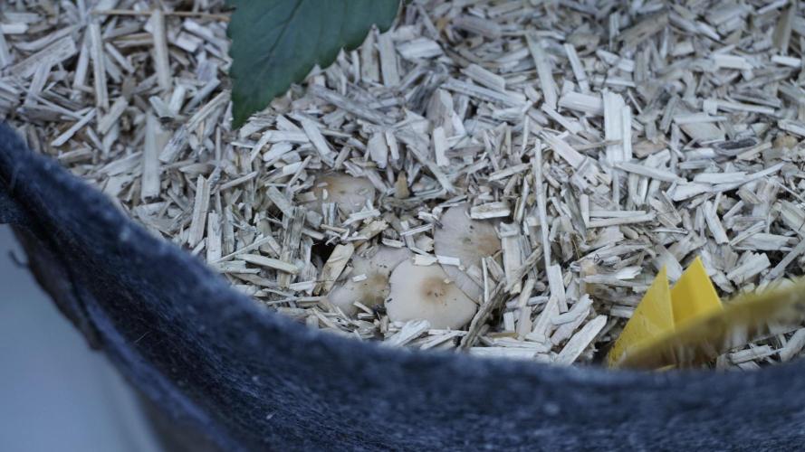 Strawberry Gorilla Auto - Sonnenerde. Week 4