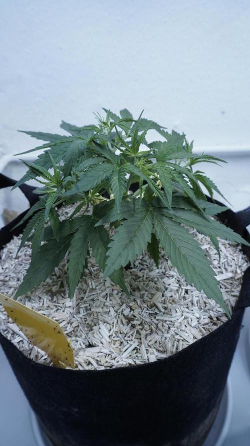 Lemon Pie Auto - Sonnenerde. Week 4