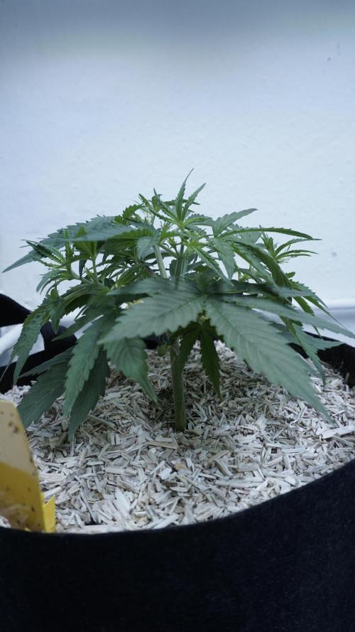 Lemon Pie Auto - Sonnenerde. Week 4