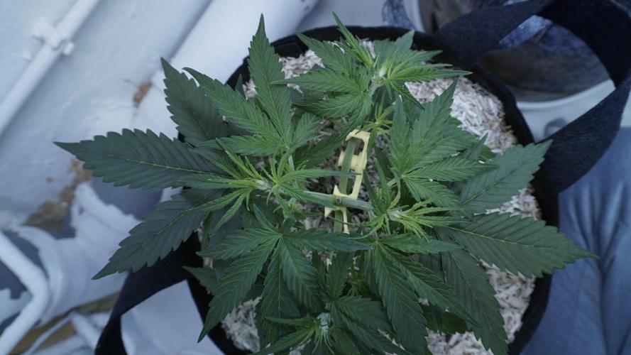 Lemon Pie Auto - Sonnenerde. Week 4