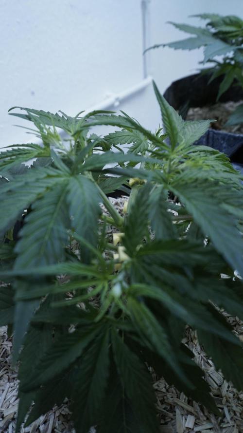 Lemon Pie Auto - Sonnenerde. Week 4