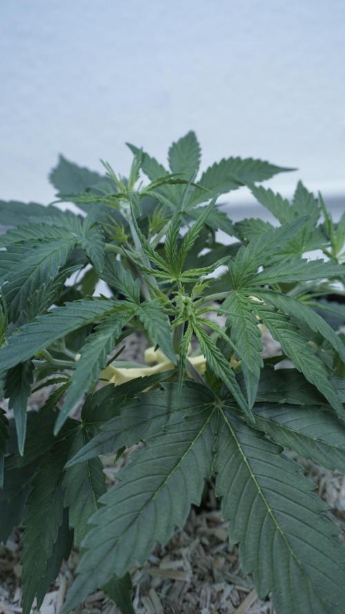 Lemon Pie Auto - Sonnenerde. Week 4