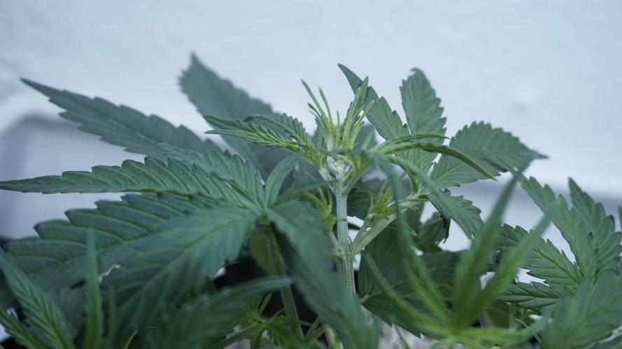 Lemon Pie Auto - Sonnenerde. Week 4