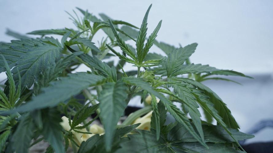 Lemon Pie Auto - Sonnenerde. Week 4