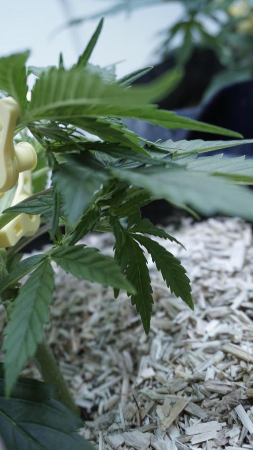 Lemon Pie Auto - Sonnenerde. Week 4