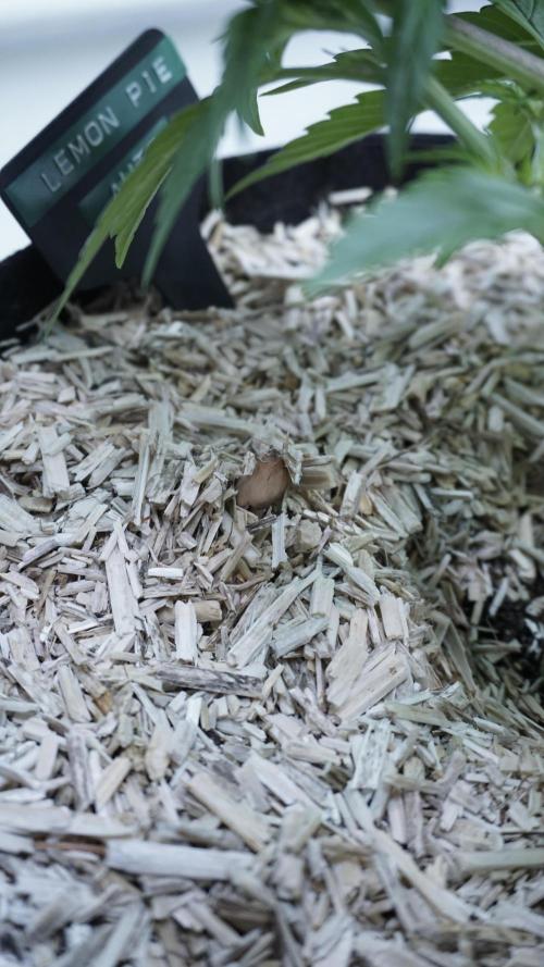 Lemon Pie Auto - Sonnenerde. Week 4