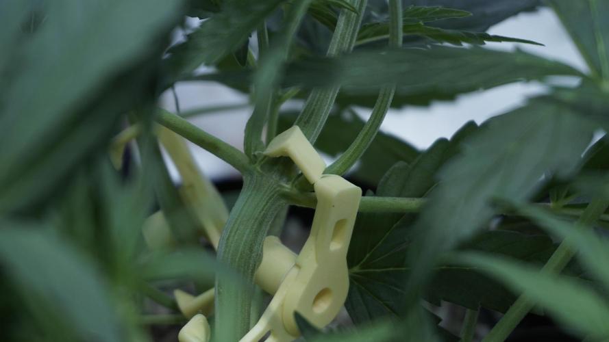 Lemon Pie Auto - Sonnenerde. Week 5