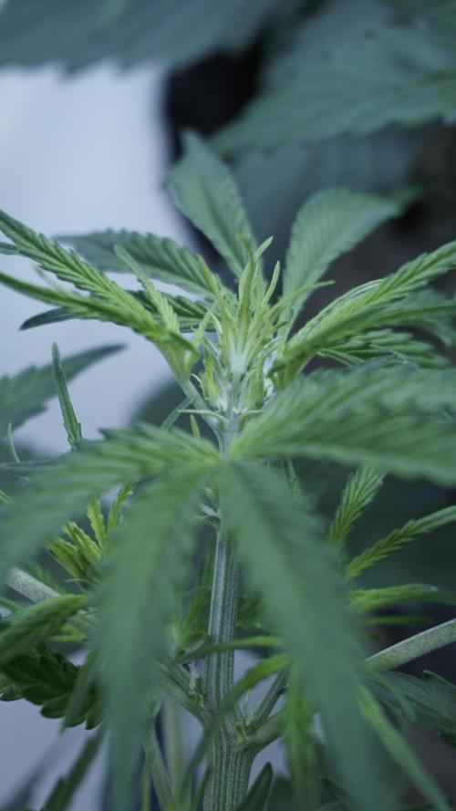 Lemon Pie Auto - Sonnenerde. Week 5