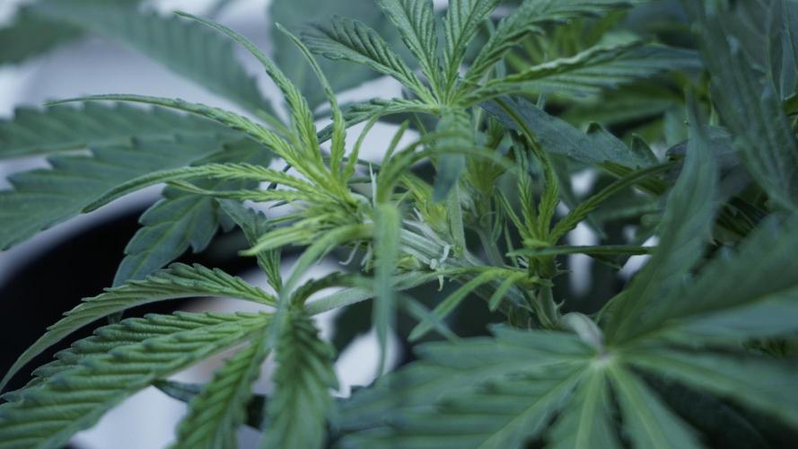 Lemon Pie Auto - Sonnenerde. Week 5