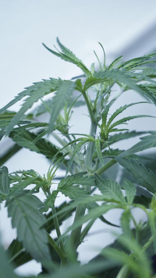 Lemon Pie Auto - Sonnenerde. Week 5