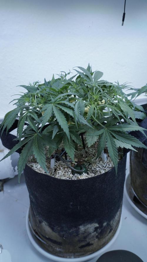 Lemon Pie Auto - Sonnenerde. Week 5