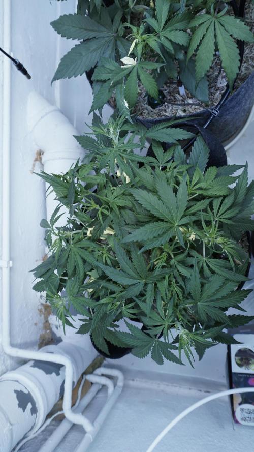 Lemon Pie Auto - Sonnenerde. Week 5