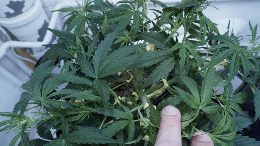 Lemon Pie Auto - Sonnenerde. Week 5