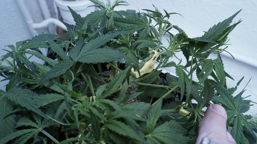 Lemon Pie Auto - Sonnenerde. Week 5