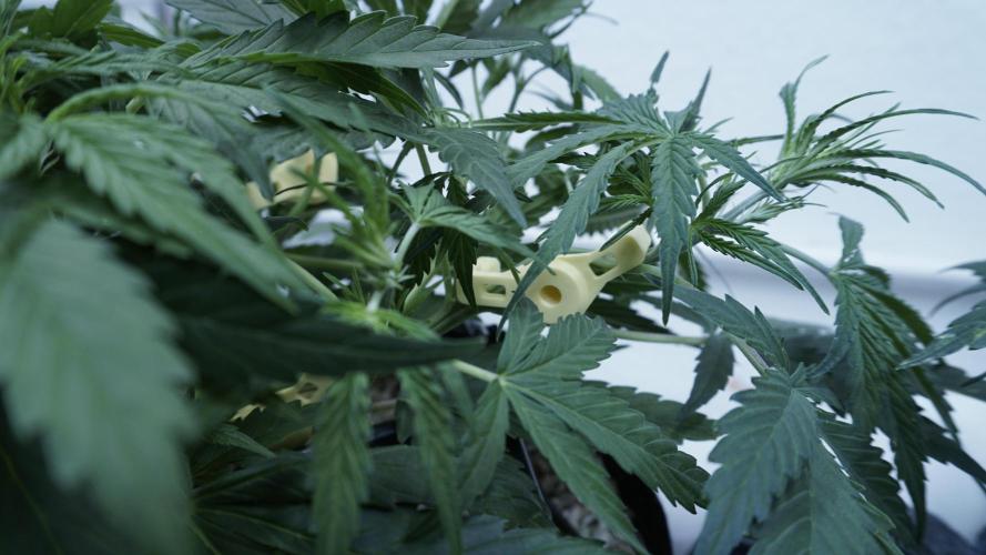 Lemon Pie Auto - Sonnenerde. Week 5