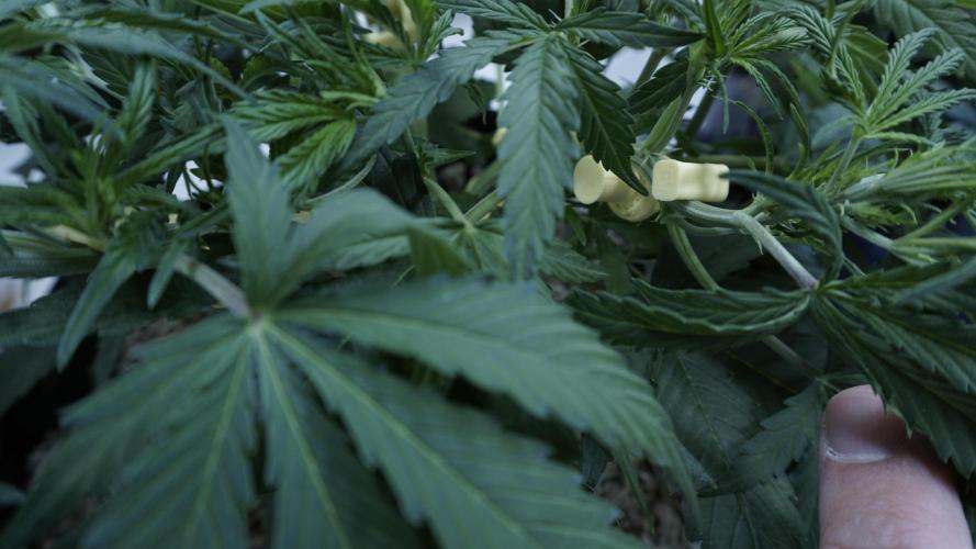 Lemon Pie Auto - Sonnenerde. Week 5